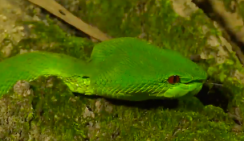 Знакомство с Хайнаньским тропическим лесом за минуту