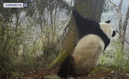 В Китае запечатлена дикая большая панда, обнимающая дерево