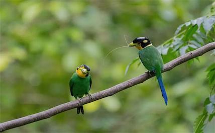 Жители южнокитайской деревни зарабатывают на бёрдвотчинге