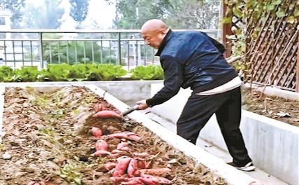 Китаец создал огород площадью 700 кв. м на крыше своего дома