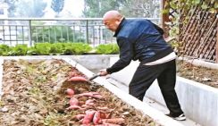 Китаец создал огород площадью 700 кв. м на крыше своего дома