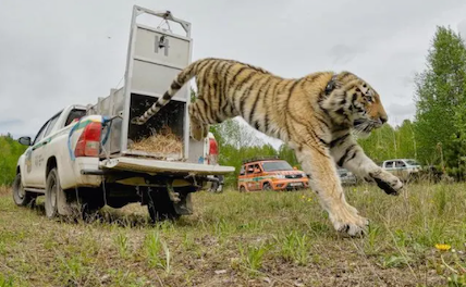 Китай и Россия совместно защищают амурских тигров