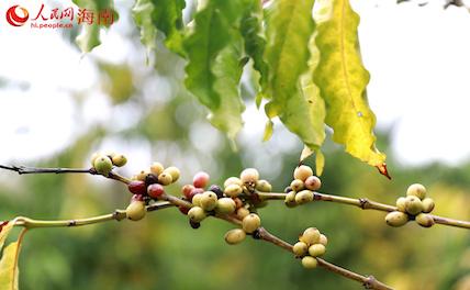 Кофе со всего мира ввозится провинцию Хайнань