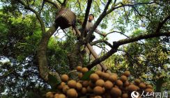 На юго-западе Китая собирают плоды лонгана