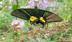 Редчайший вид бабочек обнаружили в природном заповеднике Южного Китая