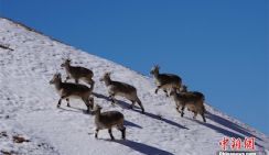 Дикие звери в государственном природном заповеднике Алтынтаг