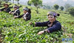 Чайная промышленность Китая набирает обороты