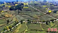 На чайной плантации Шицянь в Гуйчжоу осуществляют цифровые технологии