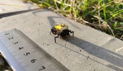 Китайские ученые разработали робота-насекомого