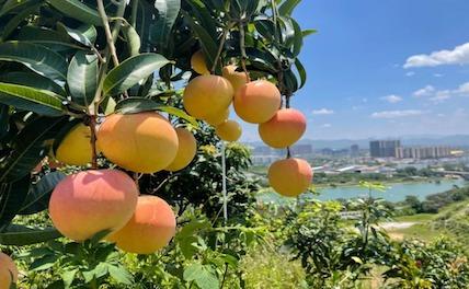Город - лидер по выращиванию манго