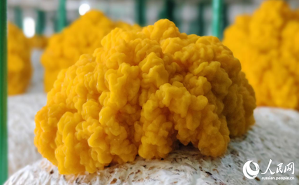 Редкие золотистые грибы приносят процветание китайскому уезду