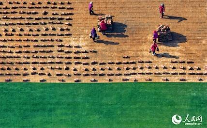 Город Фэнчэн – место, где зеленая трава приносит «золотые плоды» с двойной выгодой