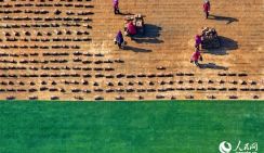 Город Фэнчэн – место, где зеленая трава приносит «золотые плоды» с двойной выгодой