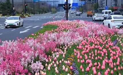 Город Ханчжоу поражает цветами на разделительных полосах