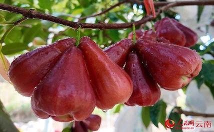 В долине реки Хунхэ начался сбор урожая яванского яблока