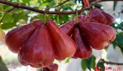 В долине реки Хунхэ начался сбор урожая яванского яблока