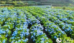 Фуцзяньская деревня утопает в гортензиях