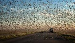 Под Кировом наблюдали торнадо из насекомых