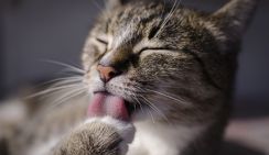 Кота за миллион продают в Ростове-на-Дону